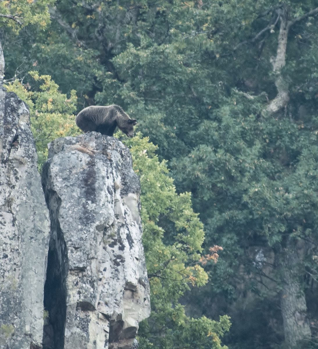 El Oso Pardo Bjørne Spanien